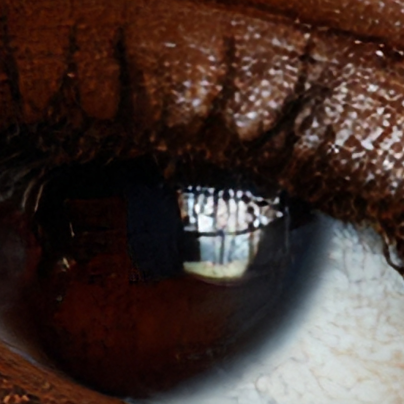Native 1616 pixel RTX VSR 16K crop of the portrait eye