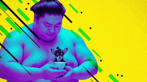Sogni result: sumo wrestler holding a chihuahua